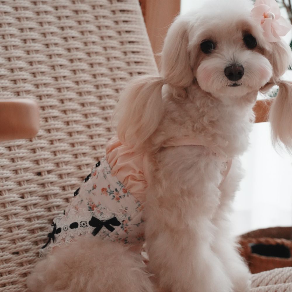 로제드메르메인 (2).jpg